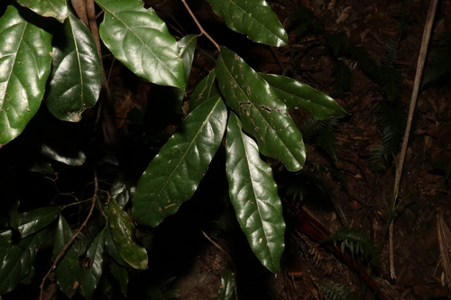 Image of Cryptocarya macdonaldii by (c) Greg Tasney, some rights reserved (CC BY-SA)