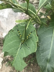 Chromacris psittacus