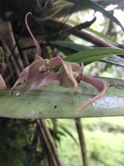 Pleurothallis ruberrima