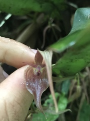 Pleurothallis ruberrima