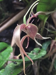 Pleurothallis ruberrima