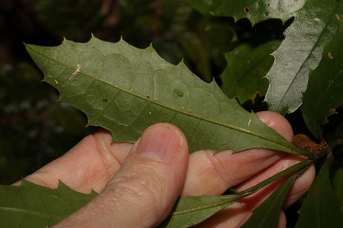 Image of Polyosma cunninghamii by (c) Greg Tasney, some rights reserved (CC BY-SA)