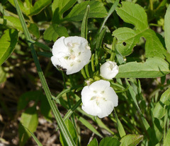 Callirhoe alcaeoides