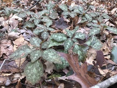 Pachysandra procumbens