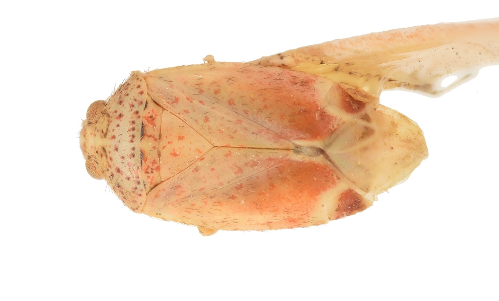 Psallus konyanensis