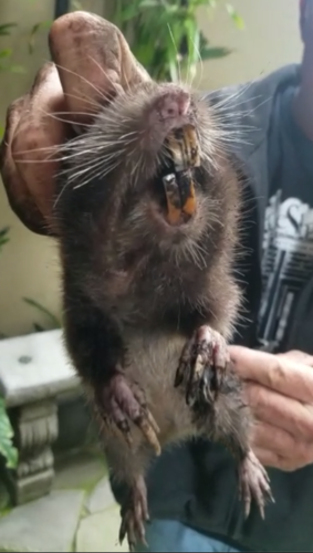 Chiriquí Pocket Gopher (Heterogeomys cavator) — Data Deficient Mammalia