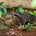 Mexican Raccoon - Photo (c) Adam Mallon, some rights reserved (CC BY-NC), uploaded by Adam Mallon