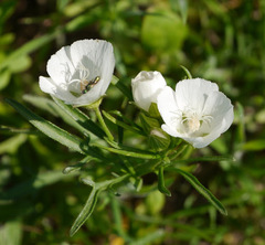 Callirhoe alcaeoides