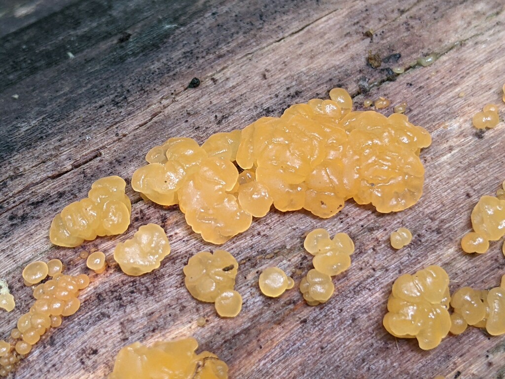 Dacrymyces sp. 'NY01'