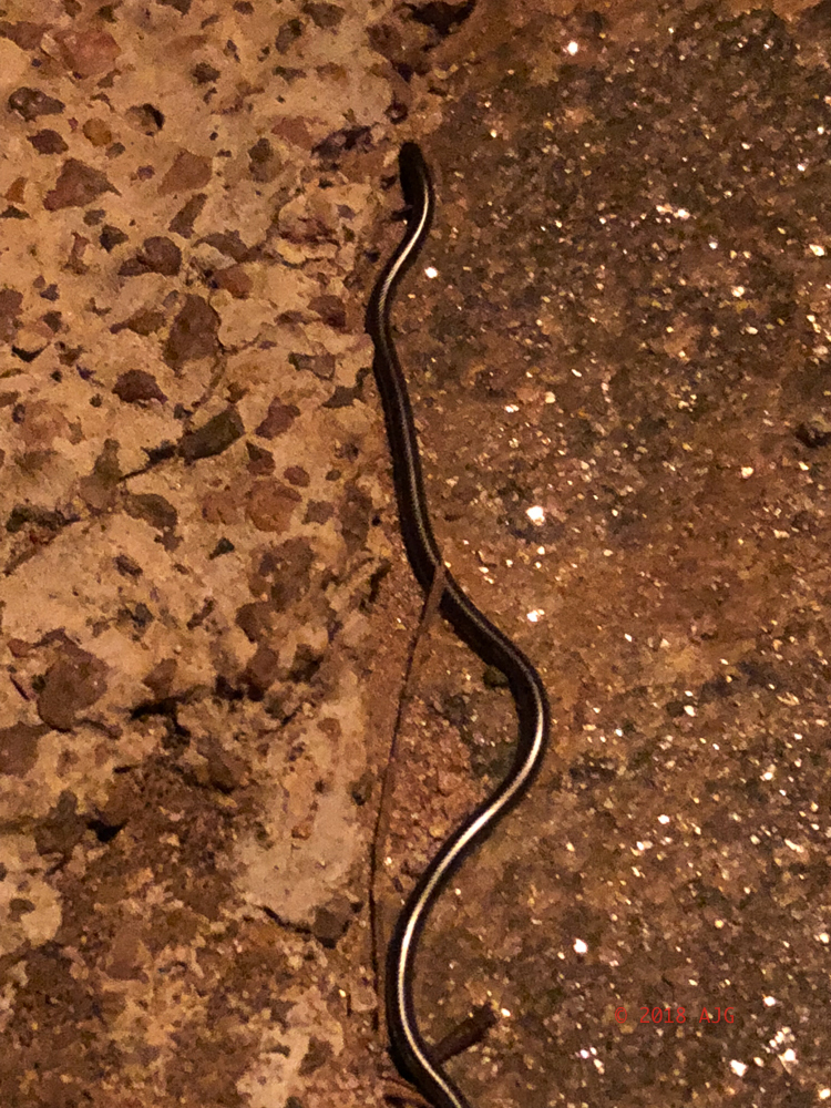 Black-tip worm snake
