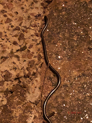 Leptotyphlopidae