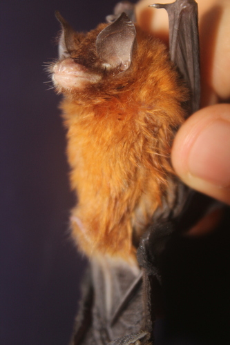 Mexican Funnel-eared Bat