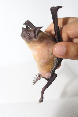 Lesser Bulldog Bat