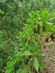 Argyranthemum pinnatifidum subsp. pinnatifidum image