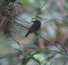 Frederickena viridis