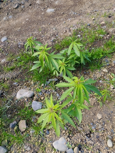 konopa siata (Cannabis sativa)
