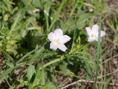 Callirhoe alcaeoides