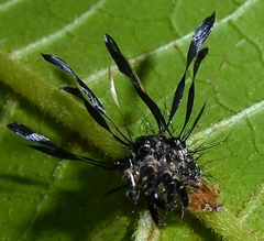 Tinolius eburneigutta