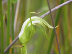 Pterostylis micromega