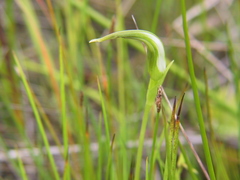 Pterostylis micromega