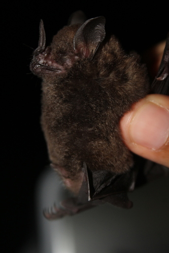 Chestnut Short-tailed Bat