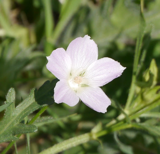 Callirhoe alcaeoides