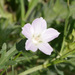 Light Poppymallow - Photo (c) Judith Ellen Lopez, some rights reserved (CC BY-NC)