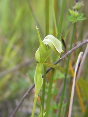 Pterostylis micromega