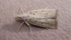 Calamotropha paludella