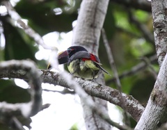 Pteroglossus viridis