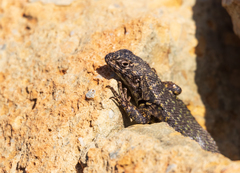 Liolaemus zapallarensis