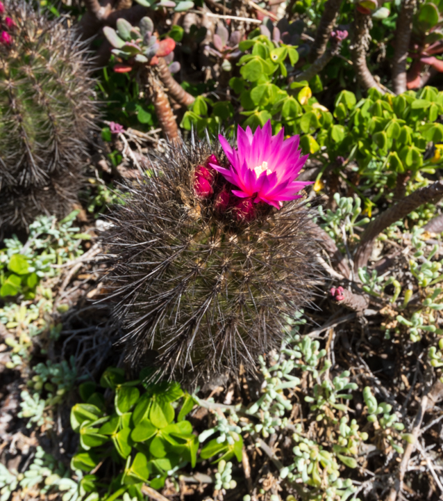 Genus Eriosyce · iNaturalist