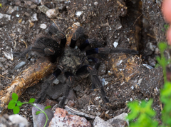 Euathlus truculentus