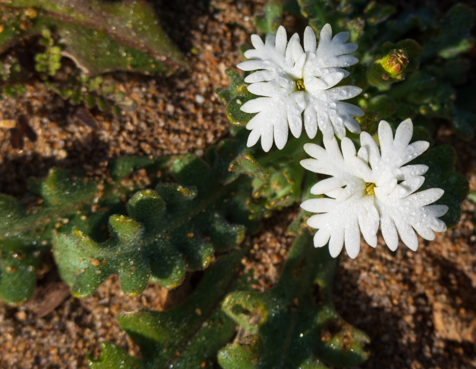 Schizopetaleae