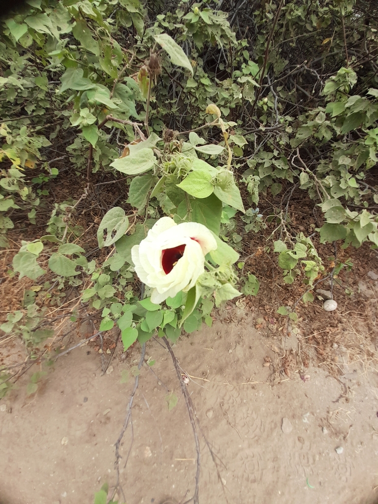 Gossypium raimondii from 14013, Perú on June 30, 2023 at 12:01 PM by ...