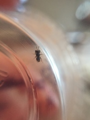 Cratomus megacephalus