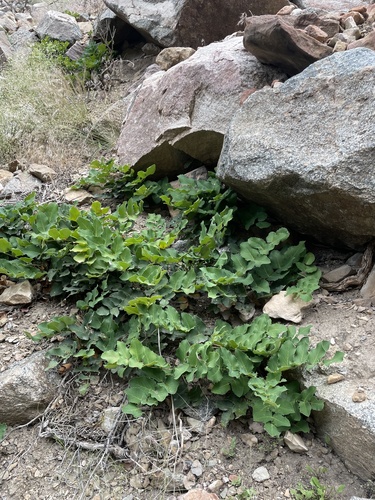 creeping barberry (Mahonia repens)