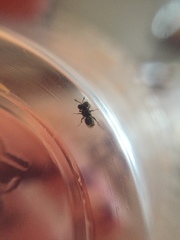 Cratomus megacephalus