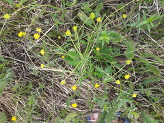 Ranunculus monophyllus