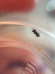 Cratomus megacephalus