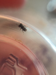 Cratomus megacephalus