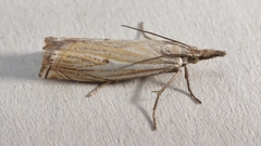 Crambus lathoniellus