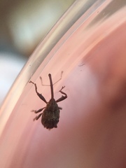 Anthonomus quadrigibbus