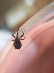 Anthonomus quadrigibbus