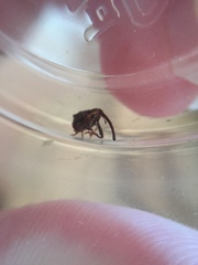 Anthonomus quadrigibbus