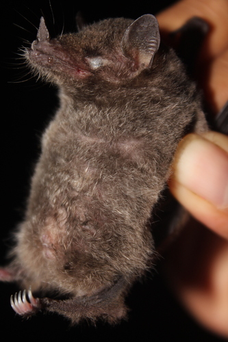 Geoffroy's Tailless Bat