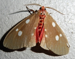 Tinolius eburneigutta