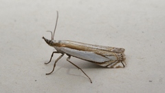 Crambus pascuella