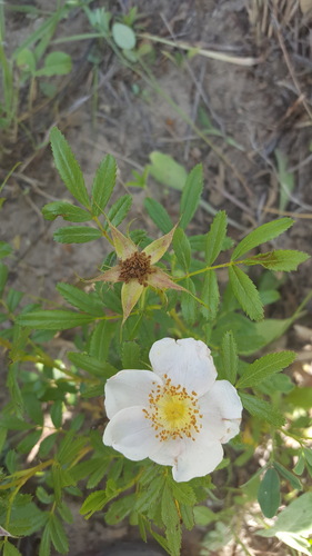 Memory's rose (Rosa memoryae)