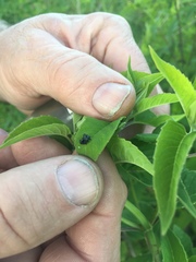 Physonota unipunctata